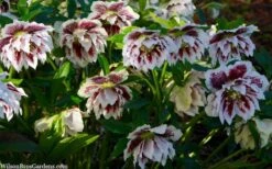 Winter Jewels 'Painted Doubles' Helleborus (Lenten Rose) - 1 Gallon Pot -Plant Shop helleborus painted doubles lenten rose 9