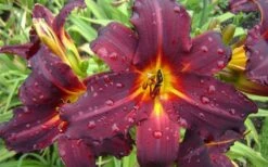 Chicago Blackout Daylily - 1 Gallon Pot -Plant Shop hemerocallis chicago blackout daylily 2