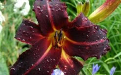 Chicago Blackout Daylily - 1 Gallon Pot -Plant Shop hemerocallis chicago blackout daylily 3