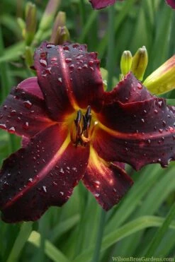 Chicago Blackout Daylily - 1 Gallon Pot