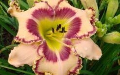 King Of Ages Daylily (Reblooming) - 1 Gallon Pot -Plant Shop hemerocallis king of ages daylily 5