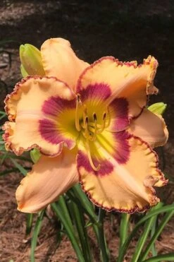 King Of Ages Daylily (Reblooming) - 1 Gallon Pot