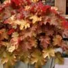 Caramel Heuchera (Villosa Hybrid) - 10 Count Flat Of Quart Pots -Plant Shop heuchera caramel coral bells 31