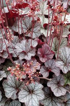 Northern Exposure Silver Heuchera - 1 Gallon Pot 12 Northern Exposure Silver Heuchera - 1 Gallon Pot -Plant Shop heuchera northern exposure silver 500x750 1