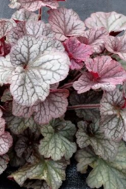 Northern Exposure Silver Heuchera - 1 Gallon Pot 11 Northern Exposure Silver Heuchera - 1 Gallon Pot -Plant Shop heuchera northern exposure silver coral bells 3