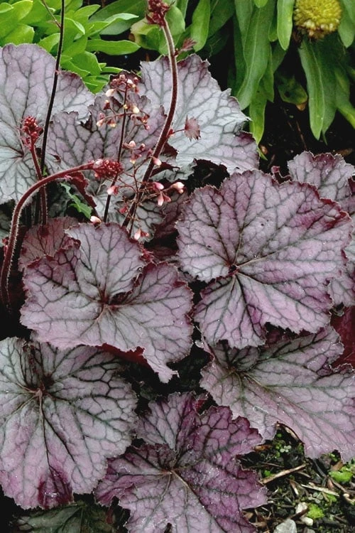 Northern Exposure Silver Heuchera - 1 Gallon Pot 8 Northern Exposure Silver Heuchera - 1 Gallon Pot - Image 6