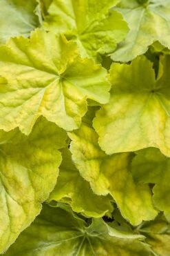 Pretty Pistachio Heuchera (Coral Bells) - 1 Gallon Pot -Plant Shop heuchera pretty pistachio 4 500x750 1