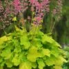 Pretty Pistachio Heuchera (Coral Bells) - 1 Gallon Pot -Plant Shop heuchera pretty pistachio coral bells 22