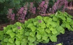 Pretty Pistachio Heuchera (Coral Bells) - 1 Gallon Pot -Plant Shop heuchera pretty pistachio coral bells 24