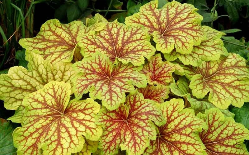 Red Lightning Heuchera - 5 Pack Quart Pots 8 Red Lightning Heuchera - 5 Pack Quart Pots - Image 6