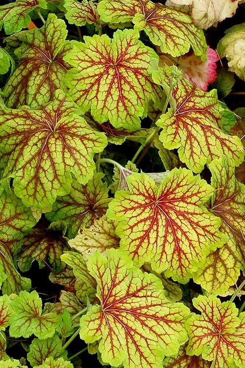 Red Lightning Heuchera - 5 Pack Quart Pots 10 Red Lightning Heuchera - 5 Pack Quart Pots - Image 8