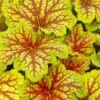 Red Lightning Heuchera - 5 Pack Quart Pots -Plant Shop heuchera red lightning 19