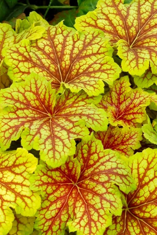 Red Lightning Heuchera - 5 Pack Quart Pots 3 Red Lightning Heuchera - 5 Pack Quart Pots