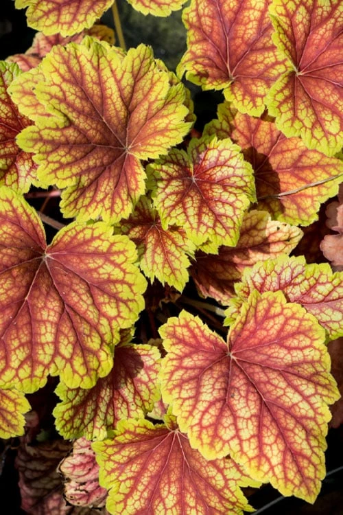 Red Lightning Heuchera - 5 Pack Quart Pots 9 Red Lightning Heuchera - 5 Pack Quart Pots - Image 7