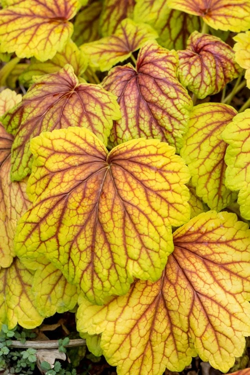 Red Lightning Heuchera - 5 Pack Quart Pots 7 Red Lightning Heuchera - 5 Pack Quart Pots - Image 5