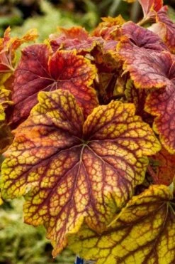 Red Lightning Heuchera - 5 Pack Quart Pots 19 Red Lightning Heuchera - 5 Pack Quart Pots -Plant Shop heuchera red lightning 8