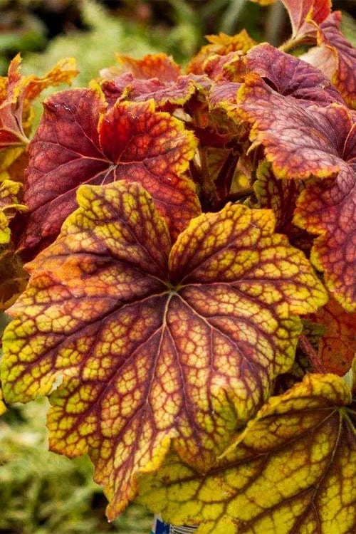 Red Lightning Heuchera - 5 Pack Quart Pots 11 Red Lightning Heuchera - 5 Pack Quart Pots - Image 9