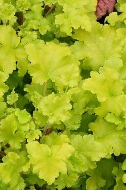 Twist Of Lime Heuchera (Coral Bells ) - 1 Gallon Pot -Plant Shop heuchera twist of lime 3 500x750 2