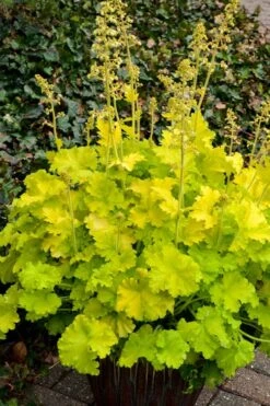 Twist Of Lime Heuchera (Coral Bells ) - 1 Gallon Pot -Plant Shop heuchera twist of lime coral bells 10 1