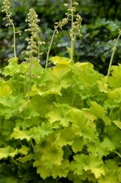 Twist Of Lime Heuchera (Coral Bells ) - 5 Pack Of Quart Pots -Plant Shop heuchera twist of lime coral bells 11