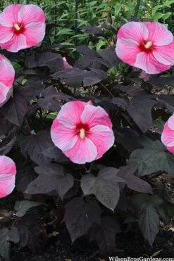 Starry Night Hardy Hibiscus (Rose Mallow) - 1 Gallon Pot 10 Starry Night Hardy Hibiscus (Rose Mallow) - 1 Gallon Pot -Plant Shop hibiscus starry night rose mallow 4
