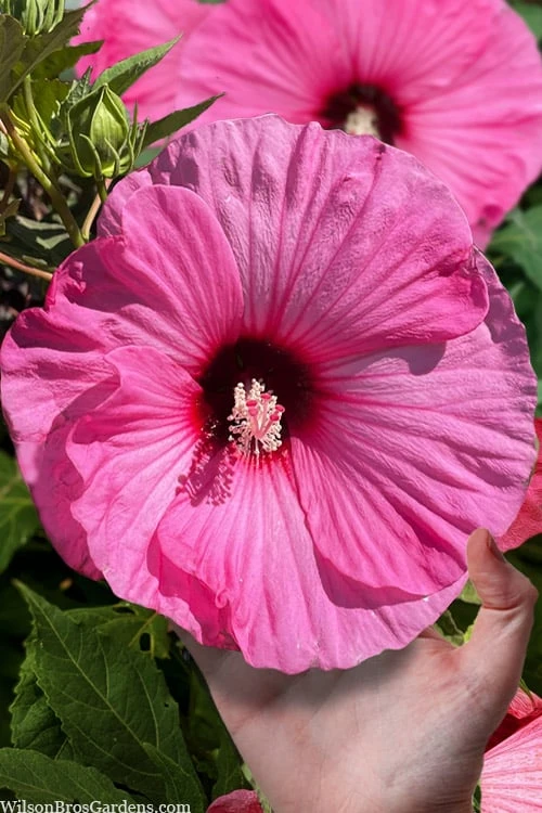 Summerific Candy Crush Hibiscus (Rose Mallow) - 1 Gallon Pot 3 Summerific Candy Crush Hibiscus (Rose Mallow) - 1 Gallon Pot