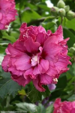 Boule De Feu Rose Of Sharon (Hibiscus Syriacus) - 5 Gallon Pot -Plant Shop hibiscus syriacus boule de feu rose of sharon 3
