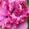 Boule De Feu Rose Of Sharon (Hibiscus Syriacus) - 5 Gallon Pot -Plant Shop hibiscus syriacus boule de feu rose of sharon 4