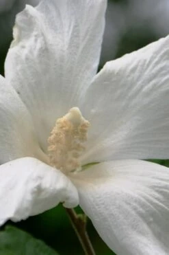 Diana White Rose Of Sharon (Althea) - Hibiscus Syriacus - 1 Gallon Pot -Plant Shop hibiscus syriacus diana rose of sharon 2
