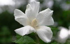 Diana White Rose Of Sharon (Althea) - Hibiscus Syriacus - 1 Gallon Pot -Plant Shop hibiscus syriacus diana rose of sharon 3