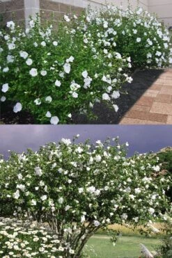 Diana White Rose Of Sharon (Althea) - Hibiscus Syriacus - 1 Gallon Pot -Plant Shop hibiscus syriacus diana rose of sharon 4