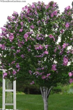 Violet Satin Rose Of Sharon (Hibiscus / Althea) - 3 Gallon Pot -Plant Shop hibiscus syriacus violet satin rose of sharon 2