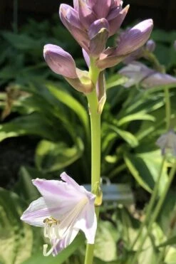 Lakeside Paisley Print Hosta Lily - 1 Gallon Pot -Plant Shop hosta lakeside paisley 3 500x750 1