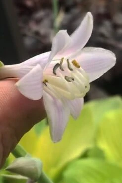 August Moon Hosta Lily - 1 Gallon Pot -Plant Shop hosta lily august moon 22