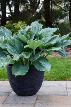 Diamond Lake Hosta Lily - 2 Gallon Pot 11 Diamond Lake Hosta Lily - 2 Gallon Pot -Plant Shop hosta lily diamond lake 4