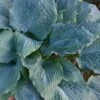 Diamond Lake Hosta Lily - 2 Gallon Pot -Plant Shop hosta lily diamond lake 7