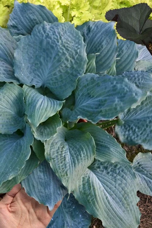 Diamond Lake Hosta Lily - 2 Gallon Pot 3 Diamond Lake Hosta Lily - 2 Gallon Pot