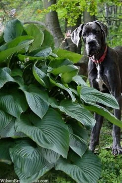 Empress Wu Giant Hosta Lily - 1 Gallon Pot -Plant Shop hosta lily empress wu 205