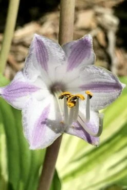 Lakeside Paisley Print Hosta Lily - 1 Gallon Pot -Plant Shop hosta lily paisley print 11
