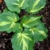 Lakeside Paisley Print Hosta Lily - 1 Gallon Pot -Plant Shop hosta lily paisley print 13
