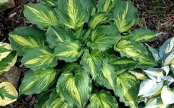 Lakeside Paisley Print Hosta Lily - 1 Gallon Pot -Plant Shop hosta lily paisley print 14
