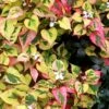 Chameleon Plant (Houttuynia Cordata) - 1 Gallon Pot -Plant Shop houttuynia cordata chameleon plant 2