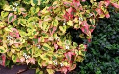 Chameleon Plant (Houttuynia Cordata) - 1 Gallon Pot -Plant Shop houttuynia cordata chameleon plant 3