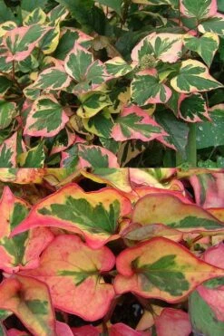 Chameleon Plant (Houttuynia Cordata) - 1 Gallon Pot -Plant Shop houttuynia cordata chameleon plant 6