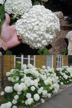 Annabelle Hydrangea - 3 Gallon Pot 18 Annabelle Hydrangea - 3 Gallon Pot -Plant Shop hydrangea annabelle 2 500x750 1