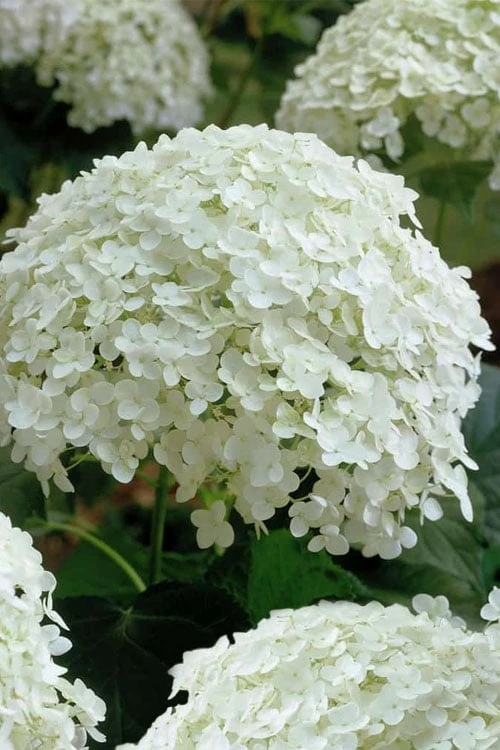 Annabelle Hydrangea - 3 Gallon Pot 11 Annabelle Hydrangea - 3 Gallon Pot - Image 9