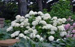 Annabelle Hydrangea - 3 Gallon Pot 17 Annabelle Hydrangea - 3 Gallon Pot -Plant Shop hydrangea arborescens annabelle 11
