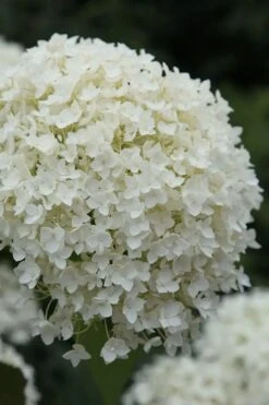 Annabelle Hydrangea - 3 Gallon Pot 16 Annabelle Hydrangea - 3 Gallon Pot -Plant Shop hydrangea arborescens annabelle 12
