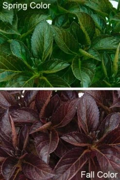 Akadama Hydrangea - 3 Gallon Pot -Plant Shop hydrangea macrophylla akadama 4