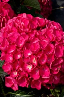 Akadama Hydrangea - 3 Gallon Pot -Plant Shop hydrangea macrophylla akadama 6